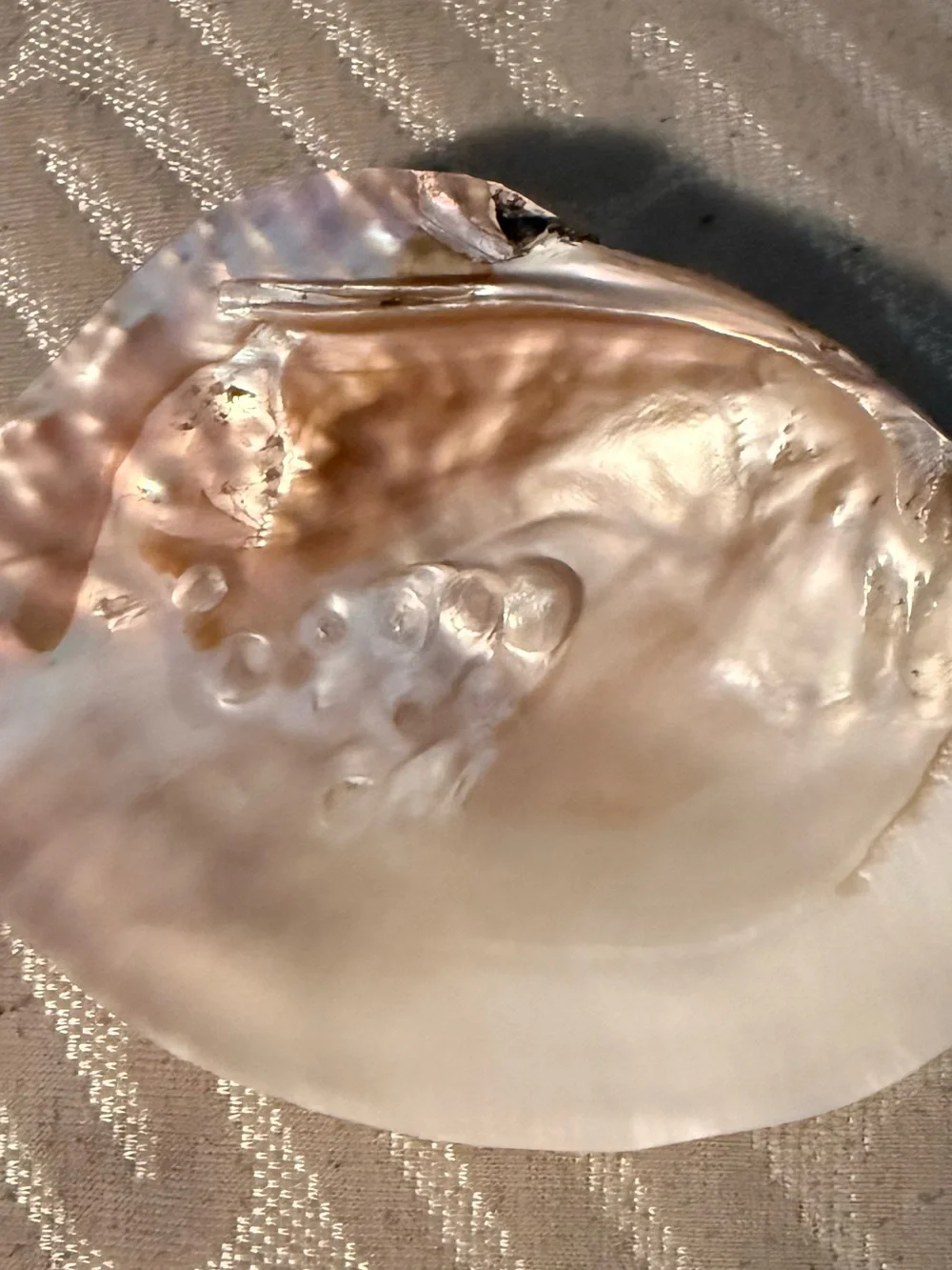 Shell jewelry tray